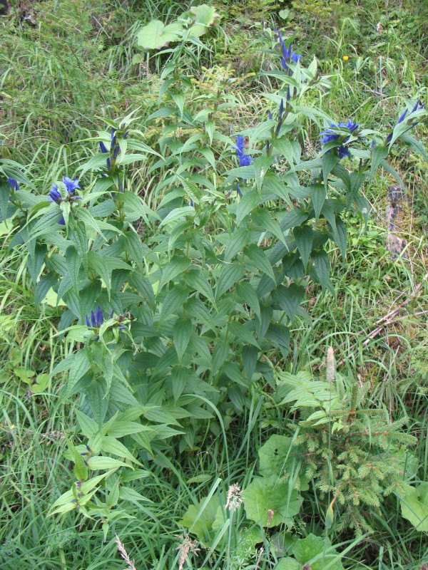 Gentiana asclepiadea