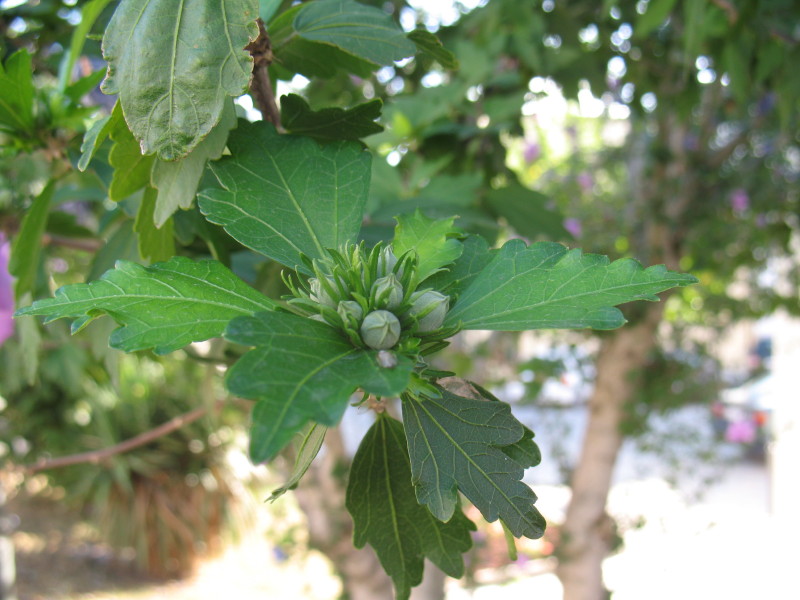 Hibiscus syriacus