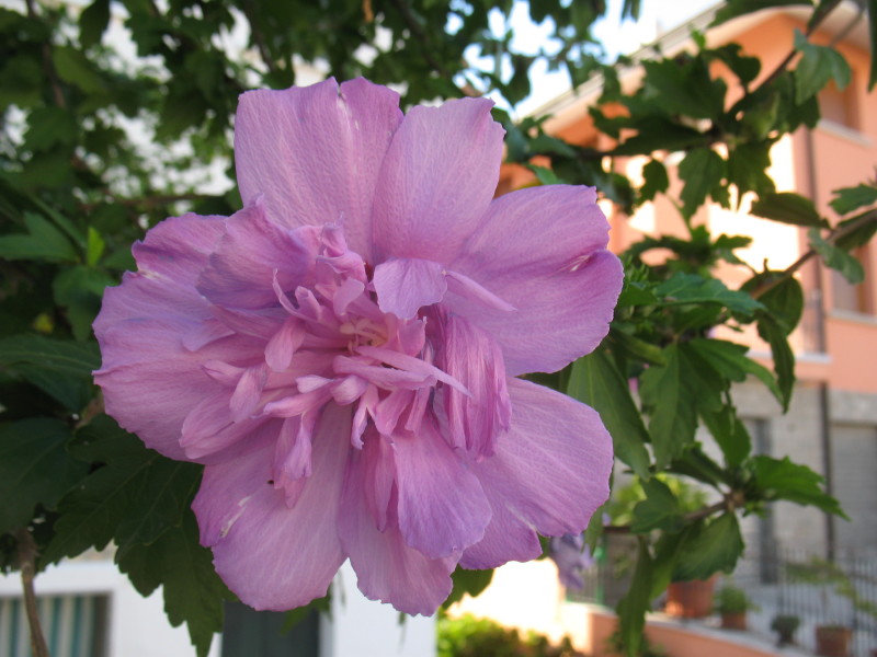 Hibiscus syriacus