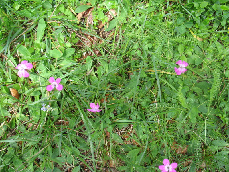 piantina graziosa - Dianthus deltoides