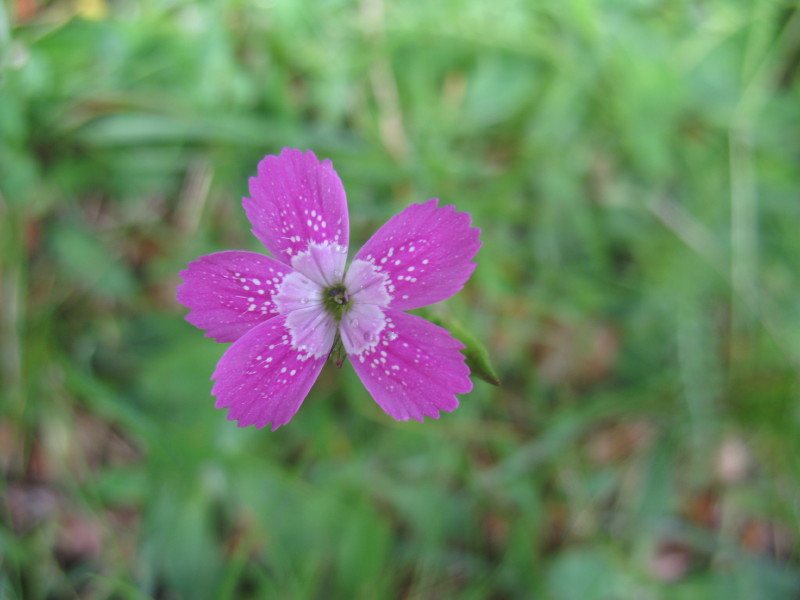 piantina graziosa - Dianthus deltoides