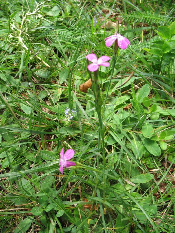 piantina graziosa - Dianthus deltoides