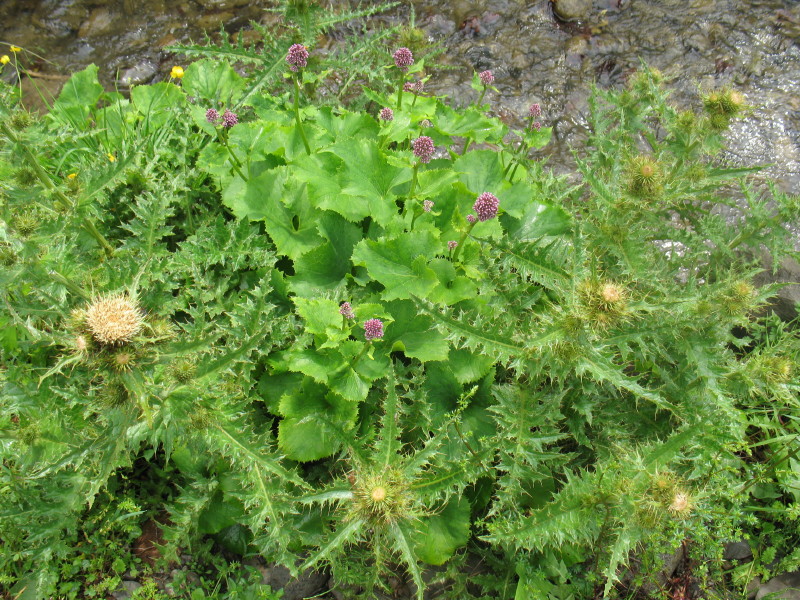 Adenostyles sp. e Cirsium bertolonii