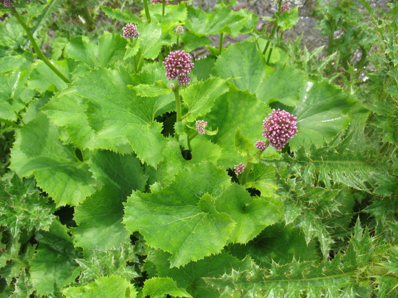 Adenostyles sp. e Cirsium bertolonii