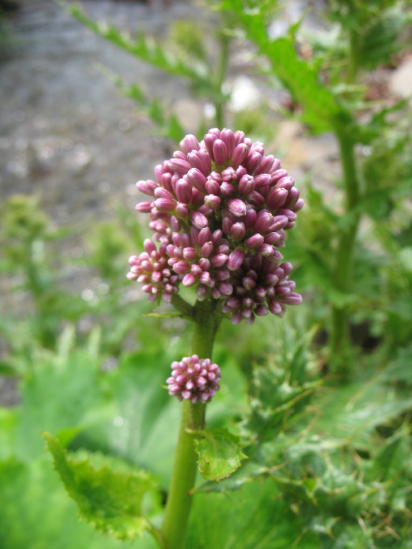 Adenostyles sp. e Cirsium bertolonii