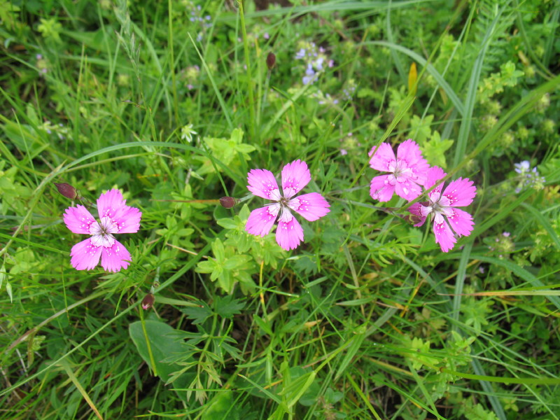 piantina graziosa - Dianthus deltoides