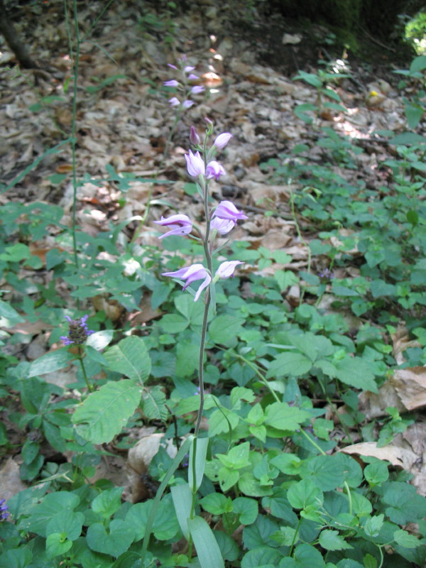 Cephalanthera rubra