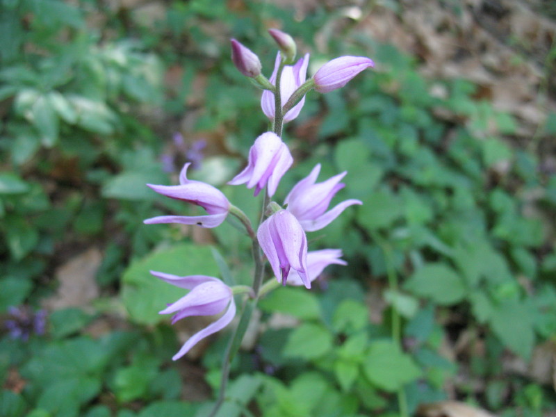 Cephalanthera rubra