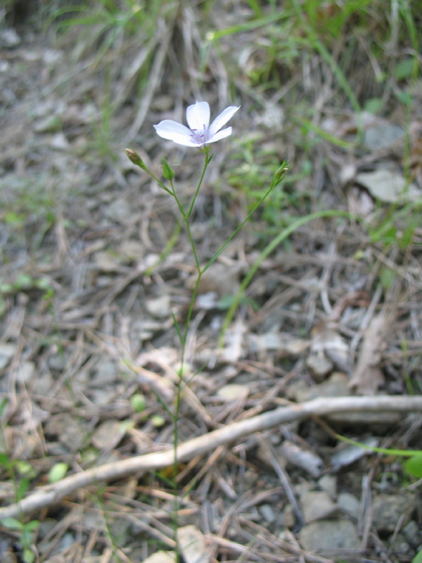 Linum tenuifolium