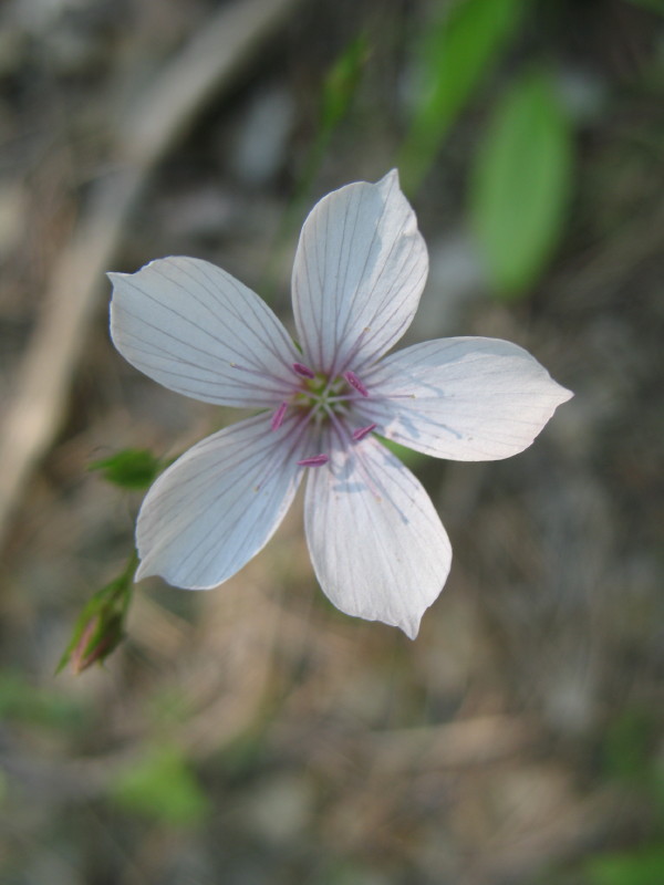 Linum tenuifolium