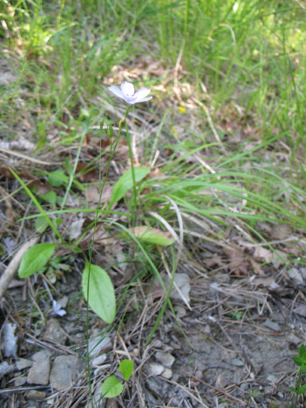 Linum tenuifolium