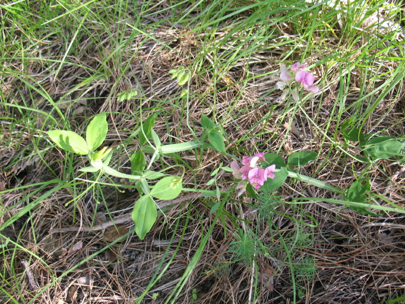 Lathyrus latifolius