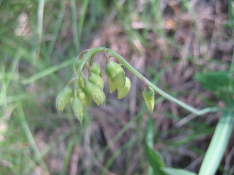 Lathyrus latifolius