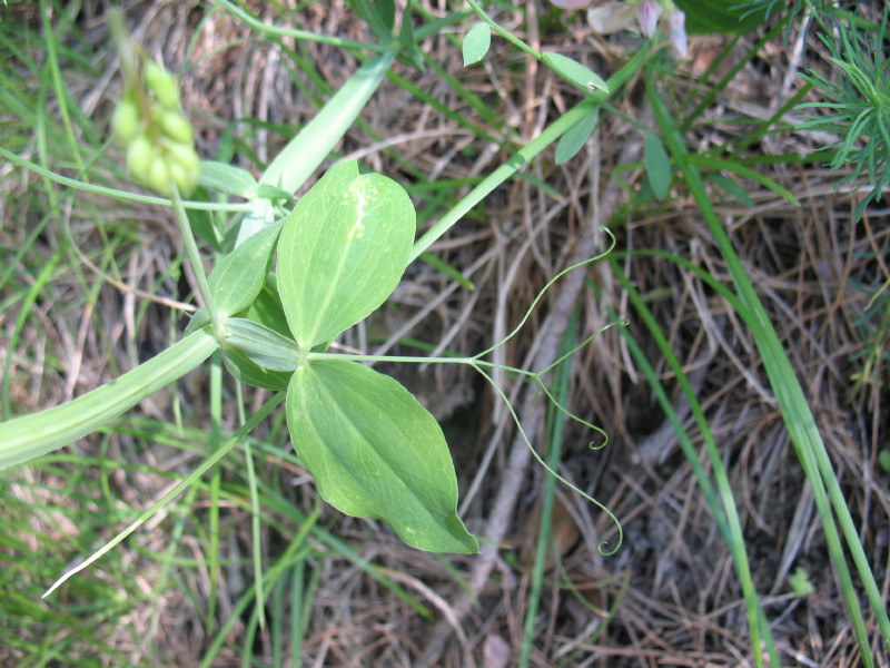 Lathyrus latifolius