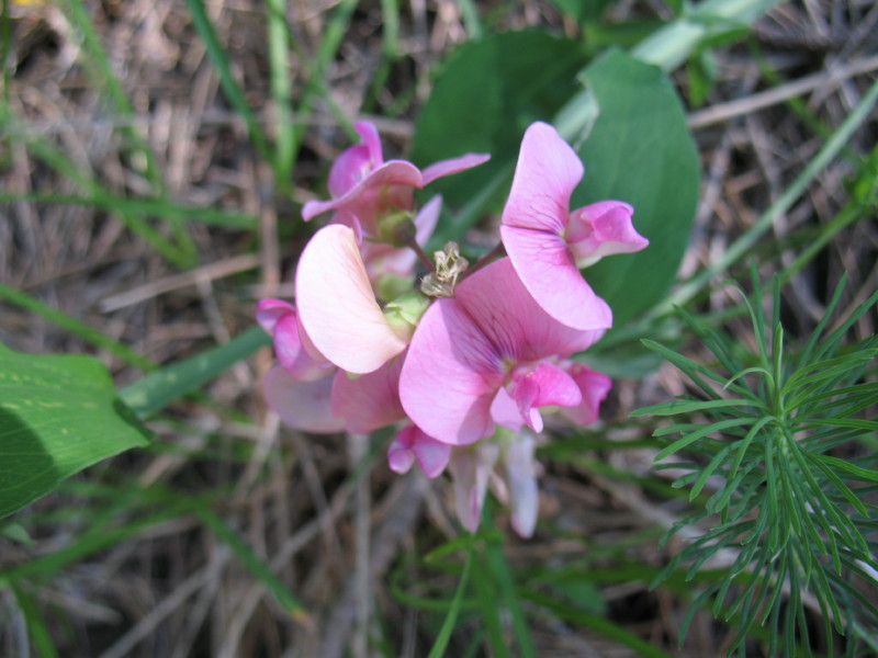 Lathyrus latifolius