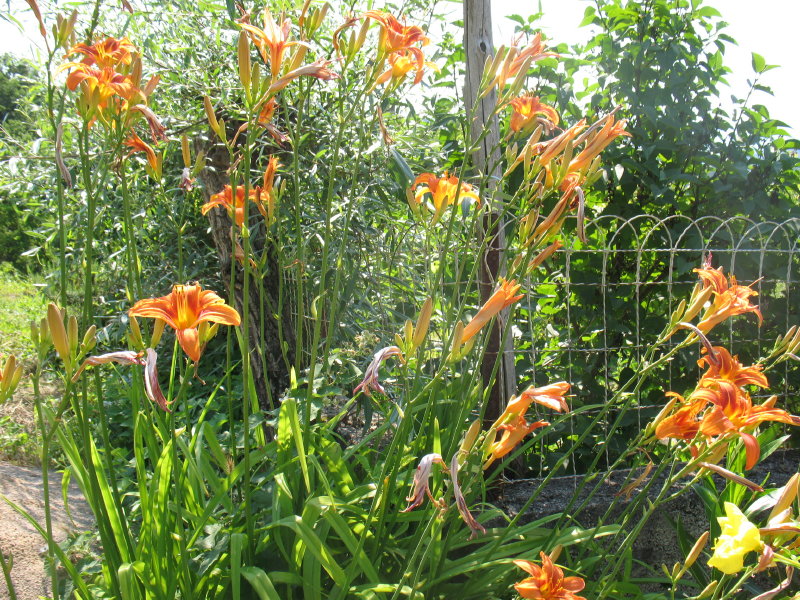 Hemerocallis fulva / Giglio di San Giuseppe