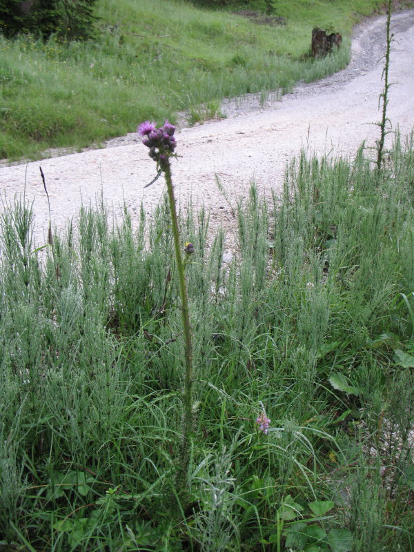 Cirsium sp.