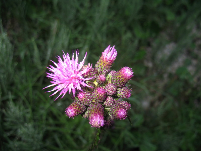 Cirsium sp.