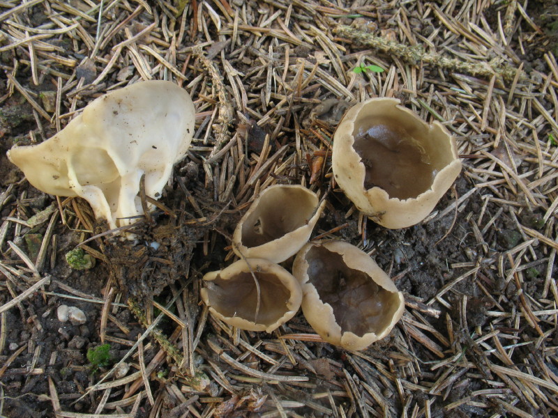 Helvella acetabulum