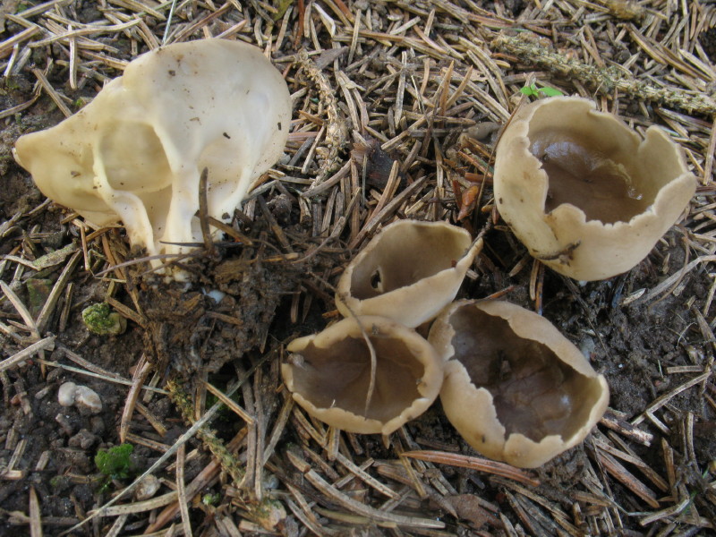 Helvella acetabulum