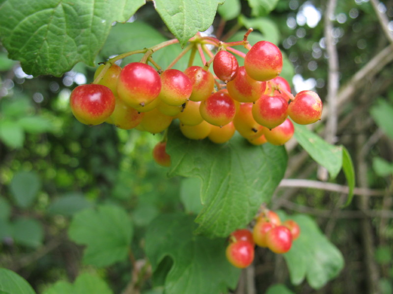 Viburnum opulus  /  Palla di neve