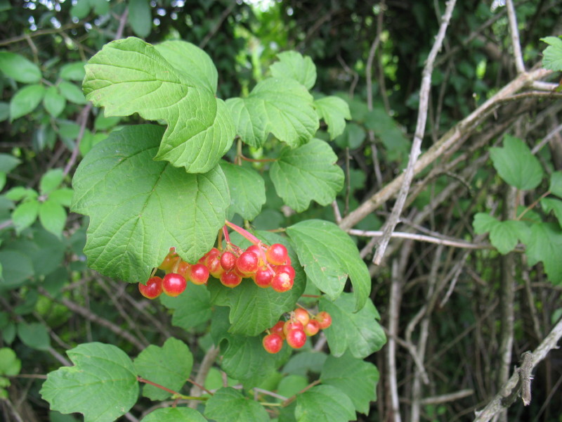 Viburnum opulus  /  Palla di neve