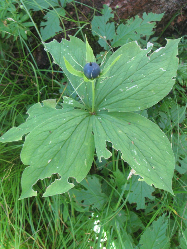 Paris quadrifolia / Uva di Volpe