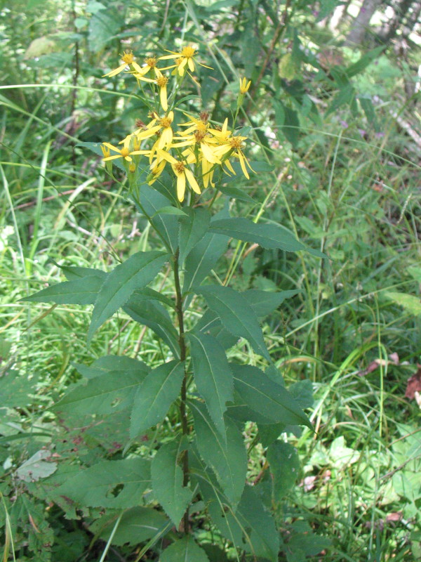 Piantina dai fiori gialli Senecio ovatus ssp. ovatus