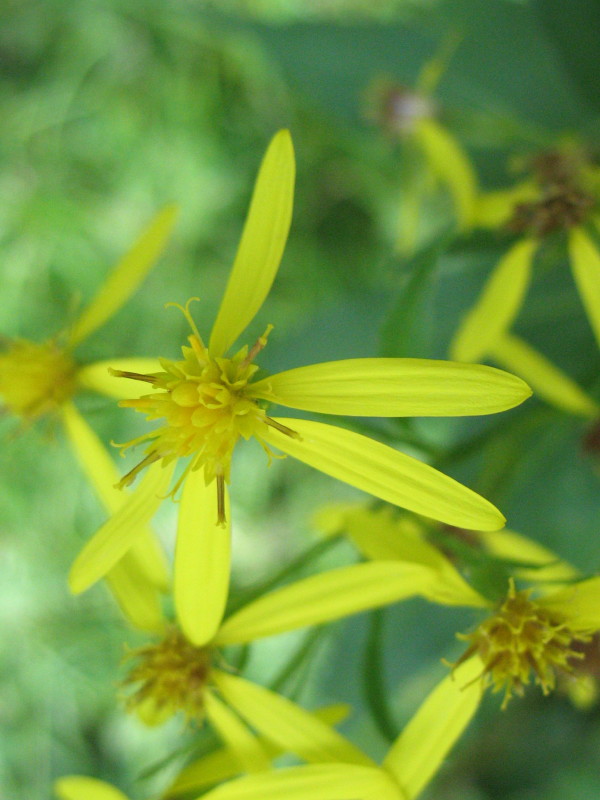 Piantina dai fiori gialli Senecio ovatus ssp. ovatus