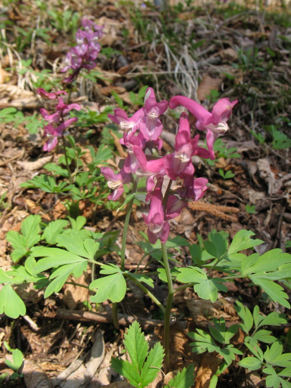 Piantina di montagna - Corydalis cava