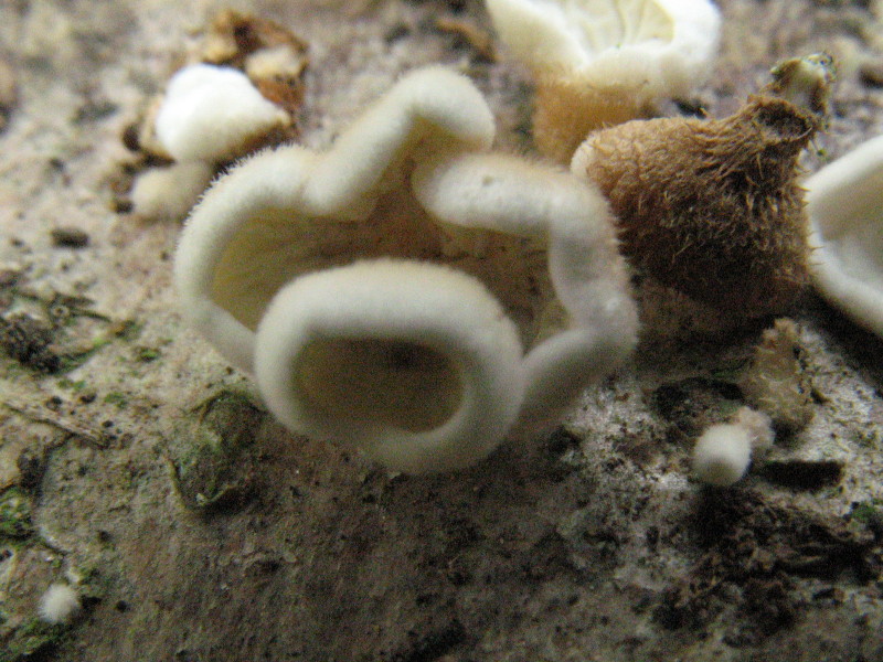 Lignicoli (Plicaturopsis crispa)