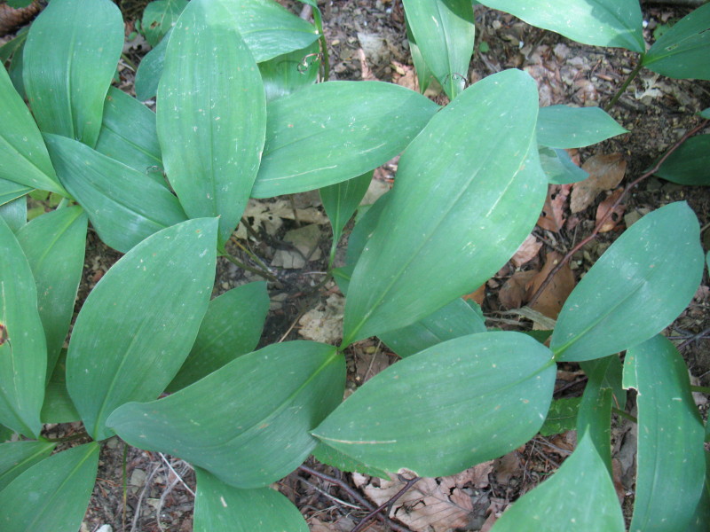 Convallaria majalis in fruttificazione