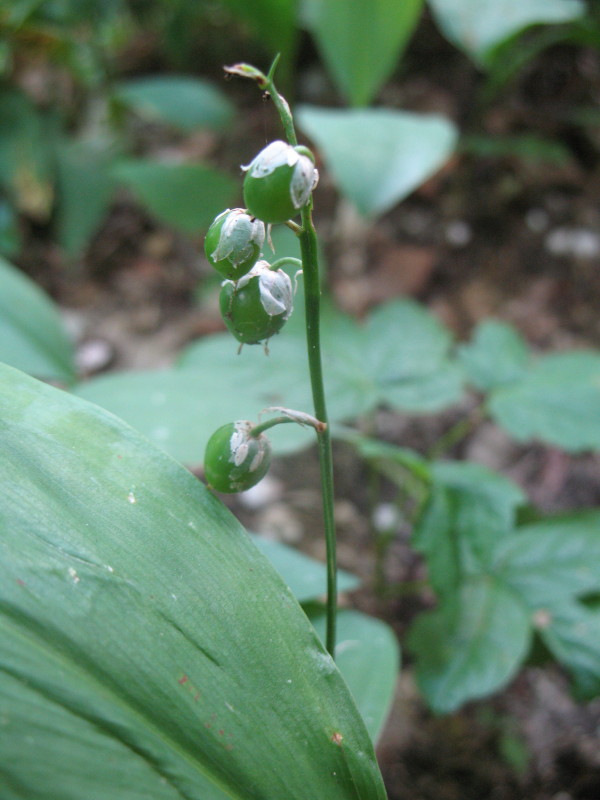 Convallaria majalis in fruttificazione