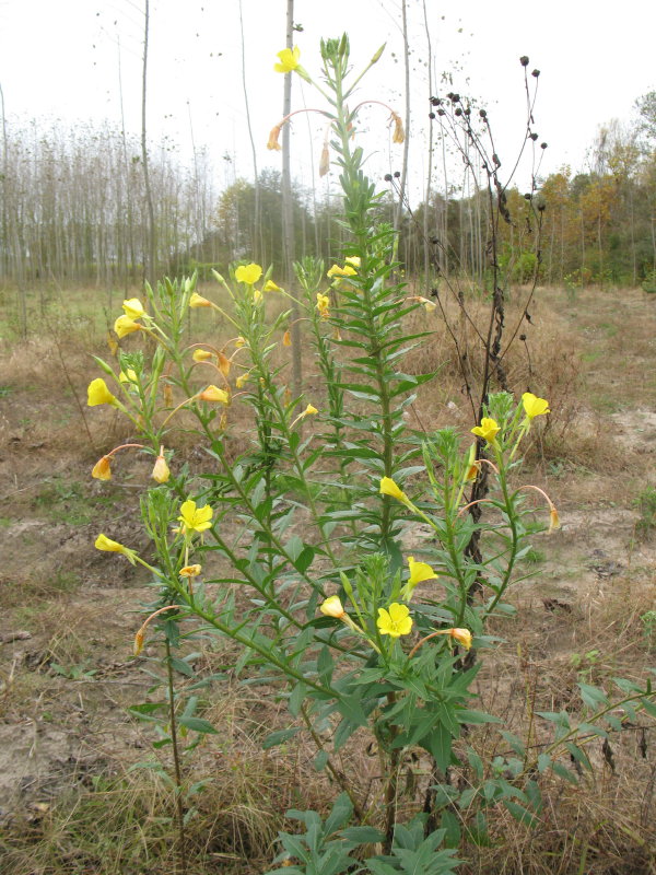 Oenothera biennis / Enagra comune