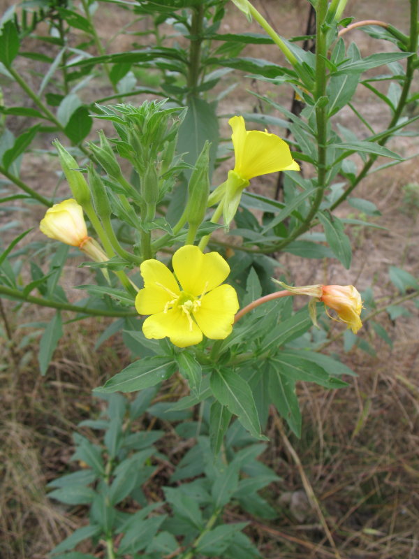 Oenothera biennis / Enagra comune