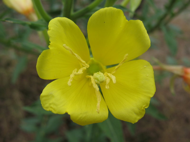 Oenothera biennis / Enagra comune