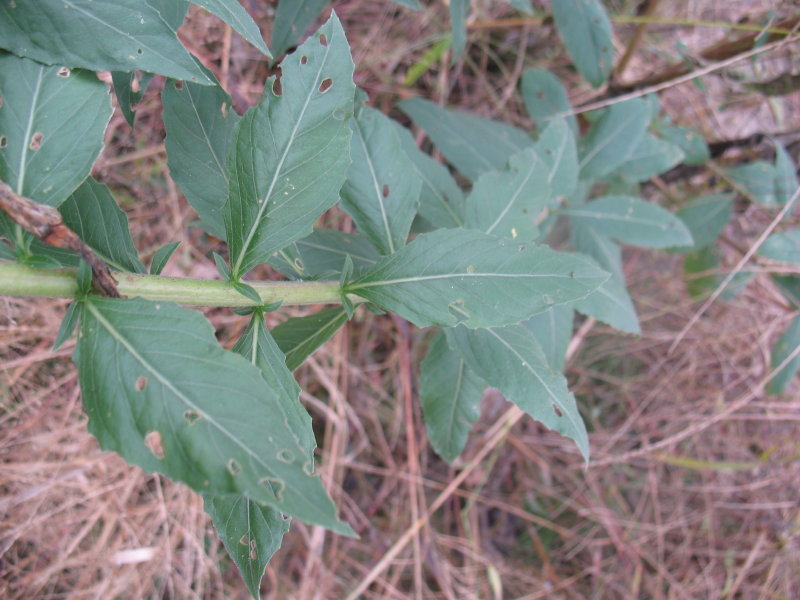 Oenothera biennis / Enagra comune