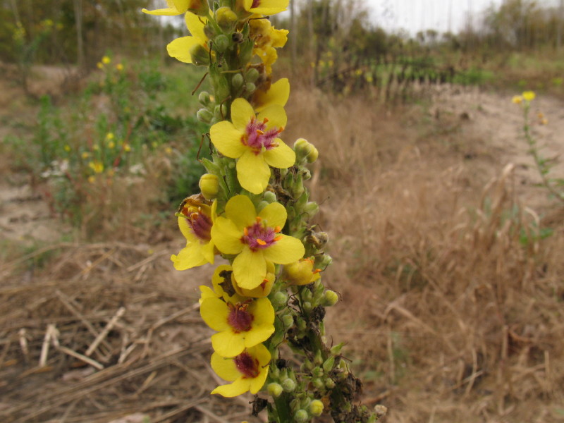 Pianta da campo 2 - Verbascum cfr. nigrum