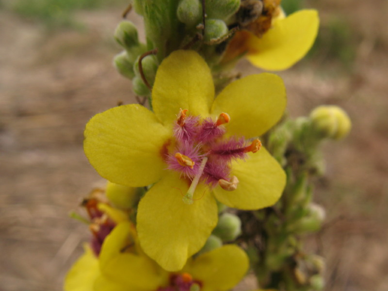 Pianta da campo 2 - Verbascum cfr. nigrum