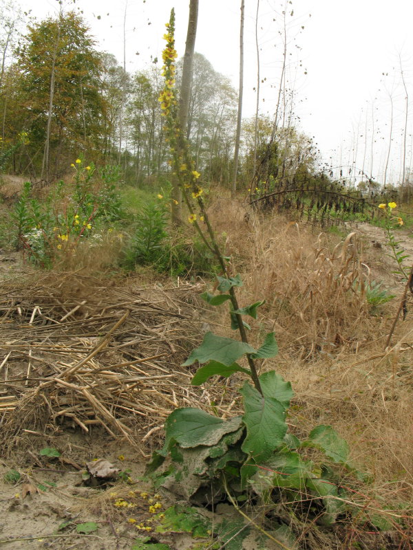 Pianta da campo 2 - Verbascum cfr. nigrum