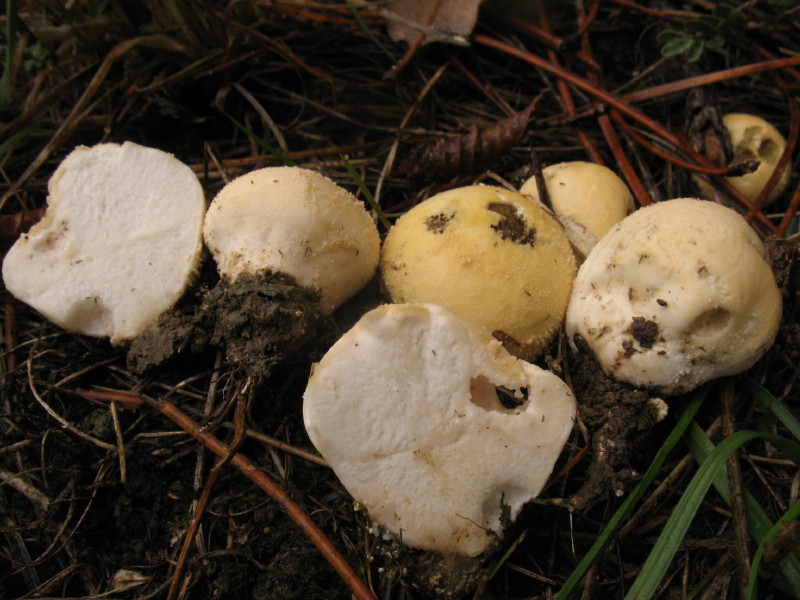 Lycoperdaceae