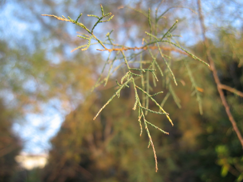 Tamarix sp.  (Caryophyllales - Tamaricaceae)