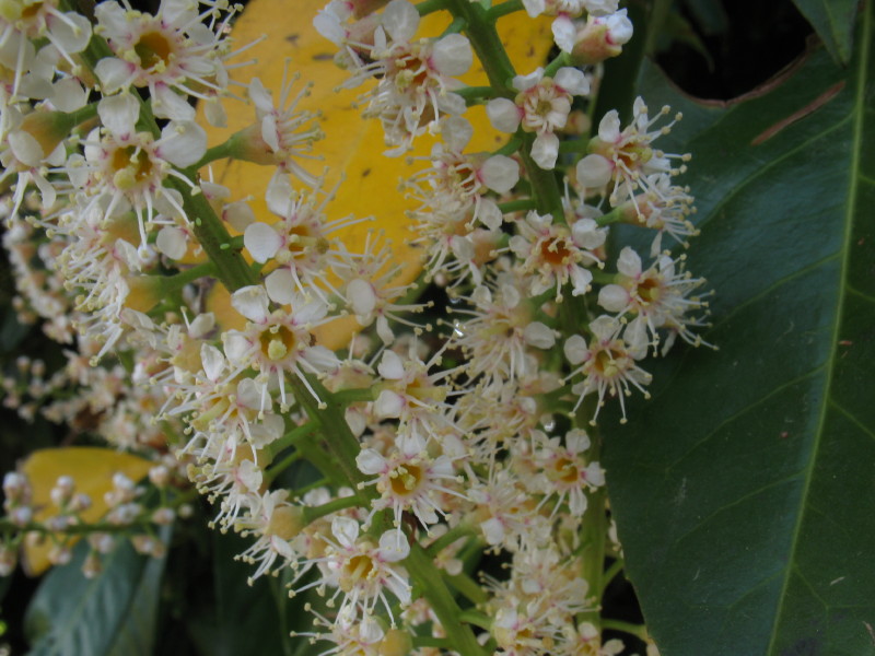 Prunus laurocerasus