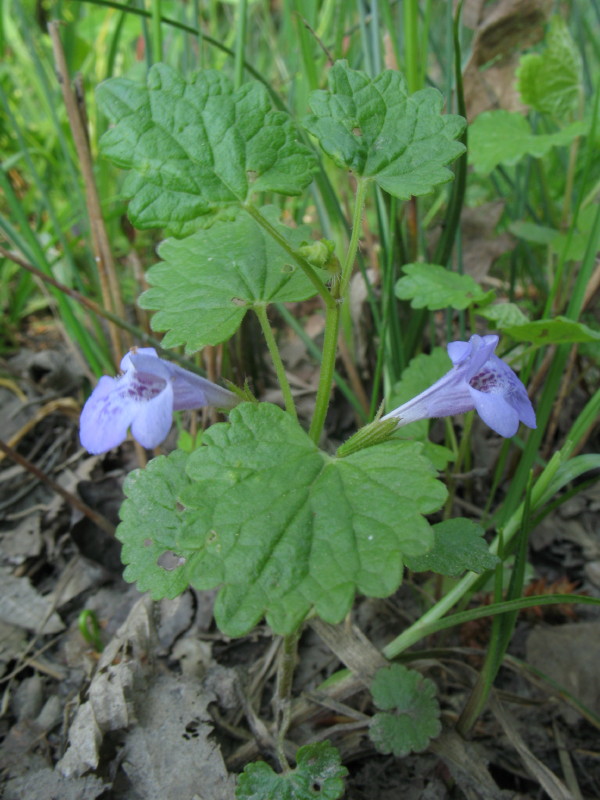 Glechoma hederacea e Ajuga reptans