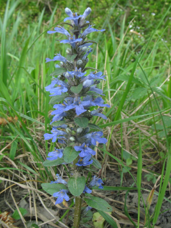 Glechoma hederacea e Ajuga reptans