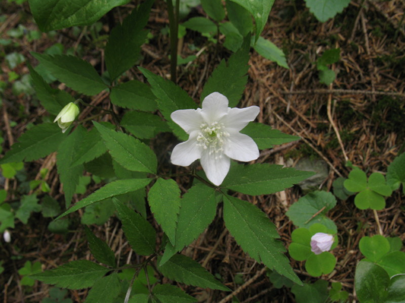 Anemone nemorosa  e Anemone trifolia