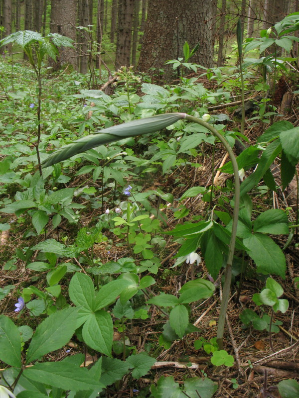 Polygonatum sp.