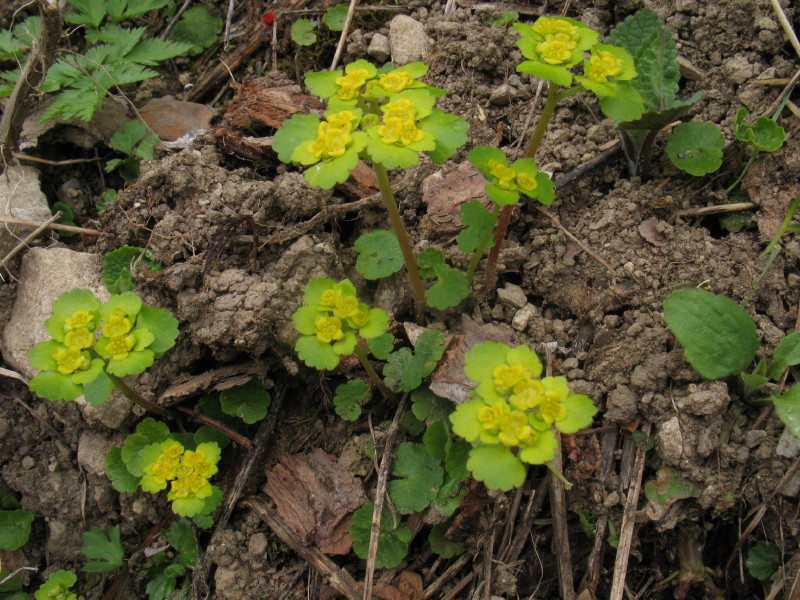 Piantina sconosciuta 3 - Chrysosplenium alternifolium