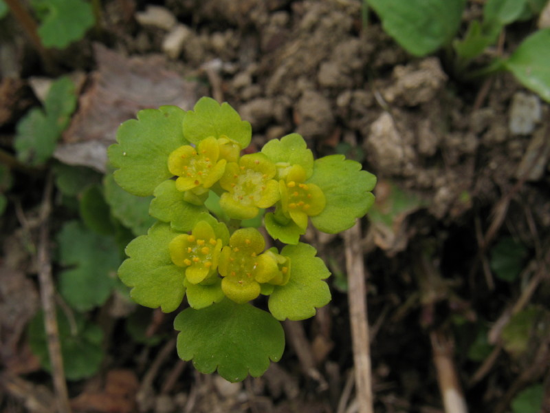 Piantina sconosciuta 3 - Chrysosplenium alternifolium