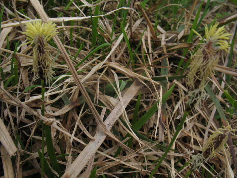 Piantina sconosciuta - Carex sp.